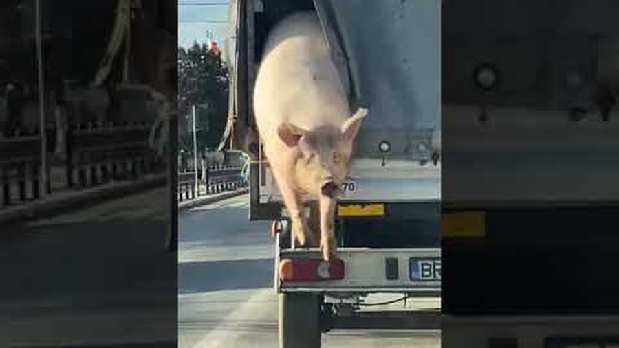 Săritură porc din camionetă