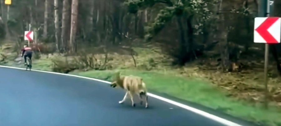 Tesla Driver Protects Cyclist From Wolf In Romania