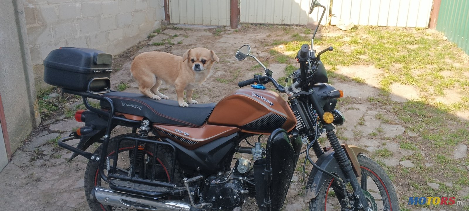 2022' Viper photo #3